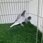 حمام صنعاني