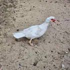 ذكر بط مصري