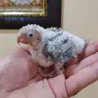 فرخ كنيور أناناس