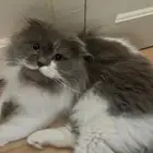 للتبني قط سكوتش شيرازي مط عم تبني عندو مشكله بالتوازن