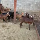 12 تيس مقفله شحم الى خشومها