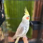 طيور كروان زوج