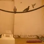 للبيع سمان بري وقمري طوق واحمر