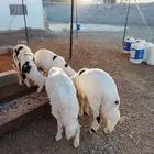 خرفان فاخره