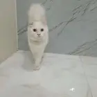 قط هملايا ذكر