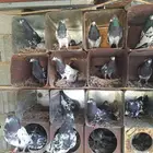 حمام باكستاني رام بوري صافي منتج