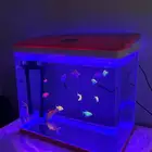 حوض مع اسماك