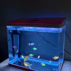 حوض مع اسماك