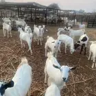 تيوس يمنيه مرباه خمس شهور