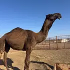 بعير اصفر للبيع