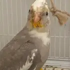 فروخ كروان هولندي