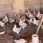 دجاج قولد صافي