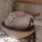 جوز تركي منقا