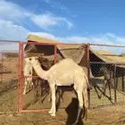 للبيع حشو طيبه على الحليب