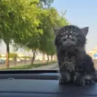 كتن هجين شيرازي وهيملايا