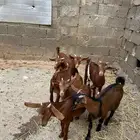 تيوس صغار للبيع