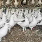 ذكور حمام فرنسي شبب اقل من سنه