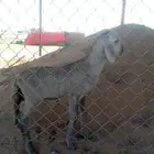 خروف ساكني داغور