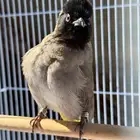 بلبل سوري او نغري