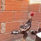 ديك بكستاني سندي