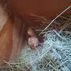 Parrot chick