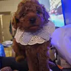 توي بودل ذكور و اناث