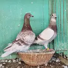 اناثي شبابيات