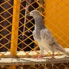 لالكا للبيع