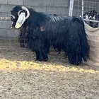 للبيع تيس فحل