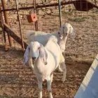 تيوس وطليان ذبايح