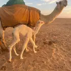 للبيع الحاشي عمره اسبوع