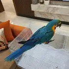 فرخ مكاو بعمر 3 شهور