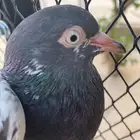 زوج بكستاني مع فروخه