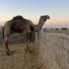 فحل كفو لون وعون