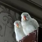 يوجد فروخ 2 روز نادرة عمرها 4 اسابيع للغر