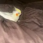 فرخ كروان بي 450وقابل لي اسوم