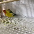 للبيع طير روز ذكر وانثى