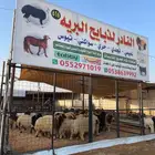 خرفان وتيوس تابي وتمارا