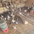 حمام زاجل وفرنسي عشه وحده