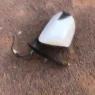 مريه هيلكس وكالة 2009