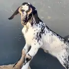 مشروع فحل بيشي داغور