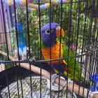 ببغاء لوري لوركيت