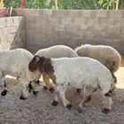 خرفان البيع