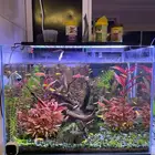 Fish Tank 56L حوض سمك كامل بالمعدات جاهز   نباتات طبيعية