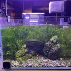 Shrimp-Fish Tank 19L حوض سمك-جمبري كامل جاهز نباتات طبيعية
