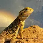 بيرد دراقون