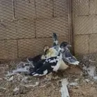 صيصان بط مسكوفي