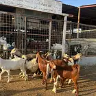 معزا مشاريك صنف