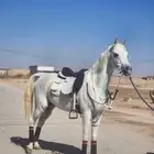 حصان عربي واهو