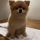 بومرينيان ذكر للبيع